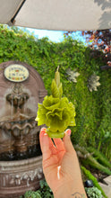Load image into Gallery viewer, Oaxaca floral candle color green