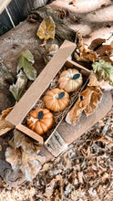 Load image into Gallery viewer, 🎃🌾PUMPKIN PATCH🎃🌾
