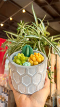 Load image into Gallery viewer, ✨CACTUS ✨
