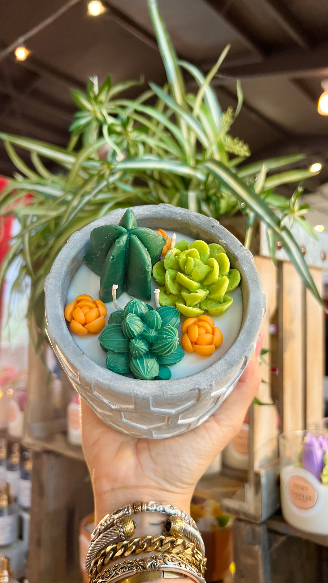 ✨Cactus ✨
