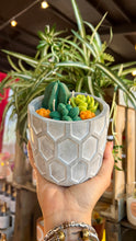 Load image into Gallery viewer, ✨Cactus ✨
